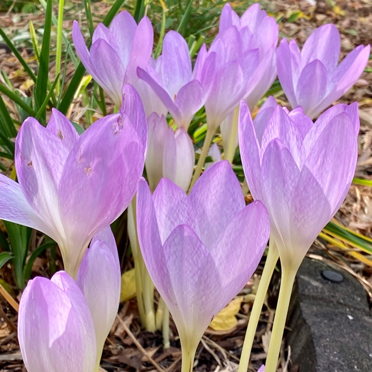 Plant image Colchicum x agrippinum