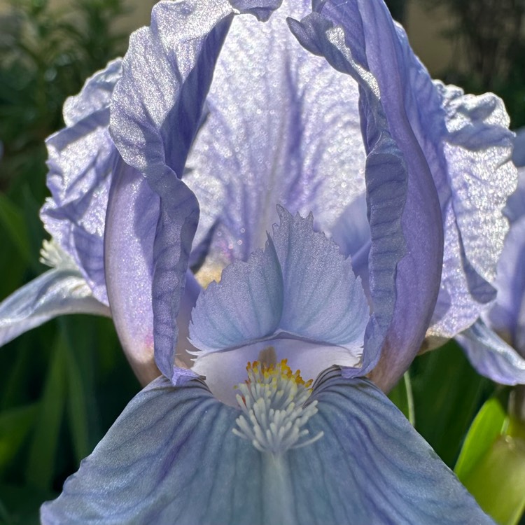 plant image 1664674