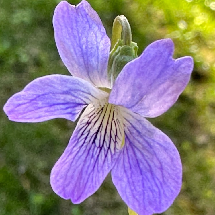 plant image 1664691