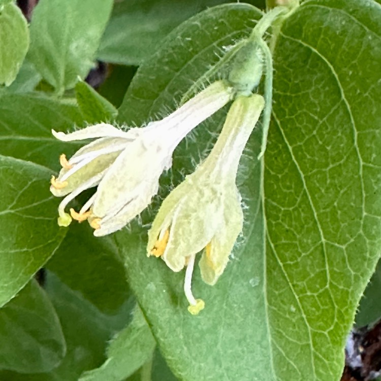 Plant image Lonicera caerulea var. kamtschatica 'Berry Blue' syn. Lonicera caerulea var. kamtschatica 'Berry Smart Blue'