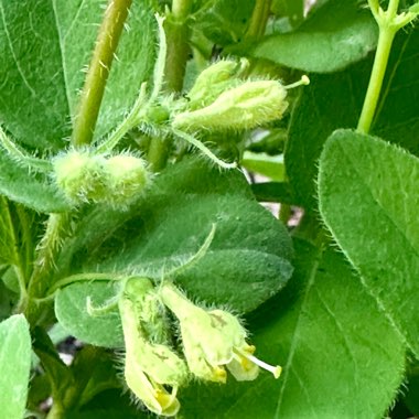 Lonicera caerulea var. kamtschatica 'Borealis'