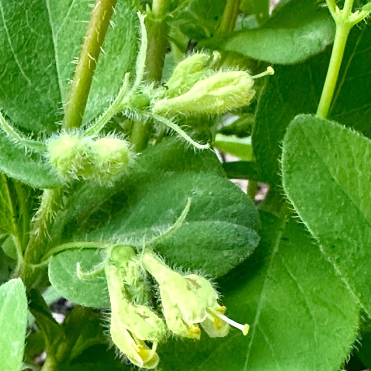 Plant image Lonicera caerulea var. kamtschatica 'Borealis'