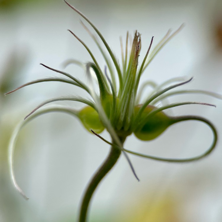 plant image 1683934