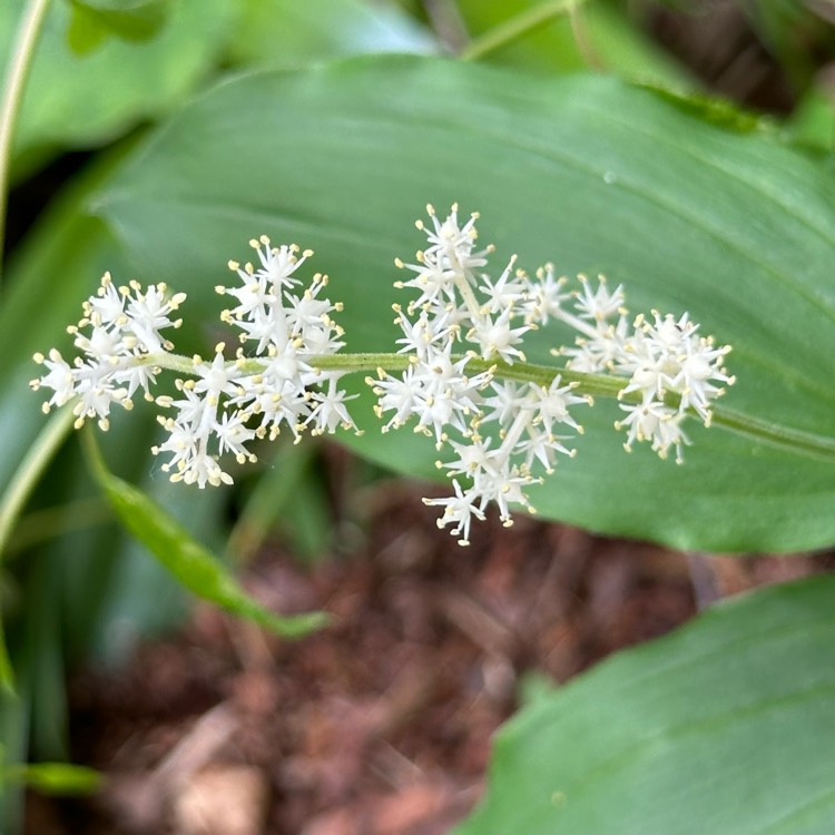 plant image 1712068