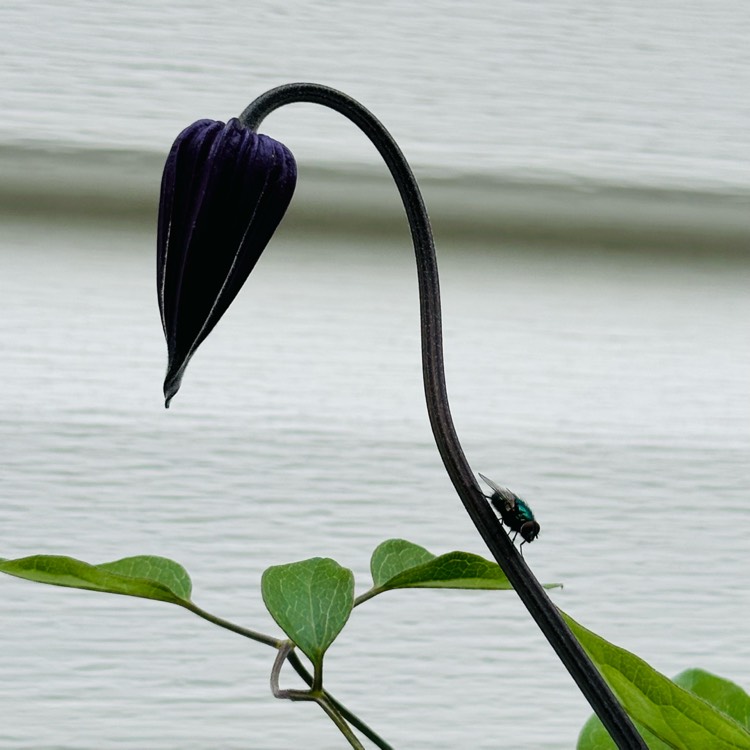 plant image 1712451