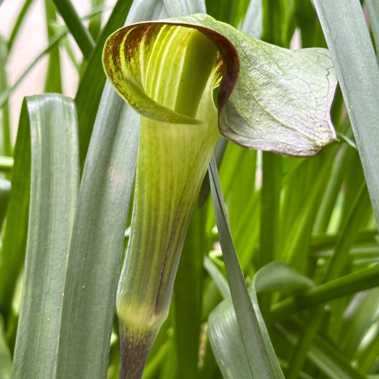 plant image 1712454