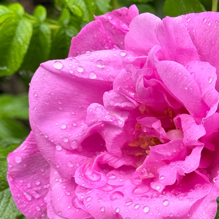 Plant image Rosa rugosa 'Pink'