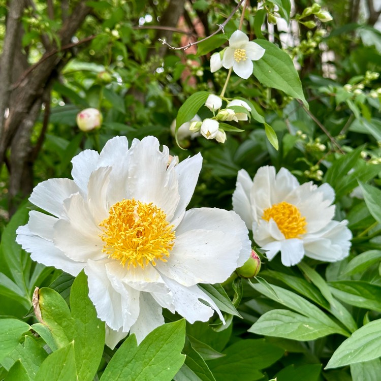 Plant image Paeonia lactiflora 'White Wings'