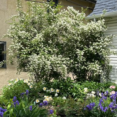 Philadelphus lewisii