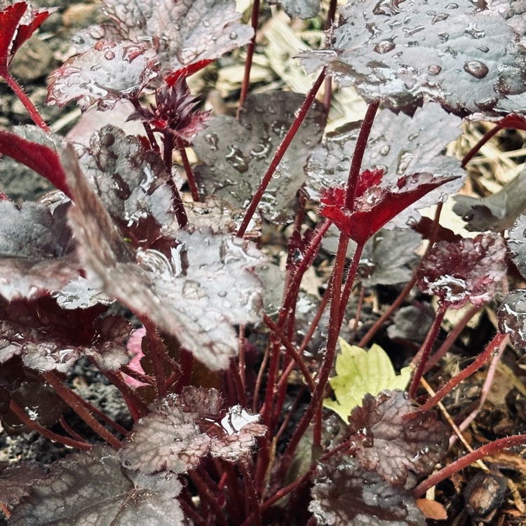 Plant image Heuchera 'Plum Pudding'