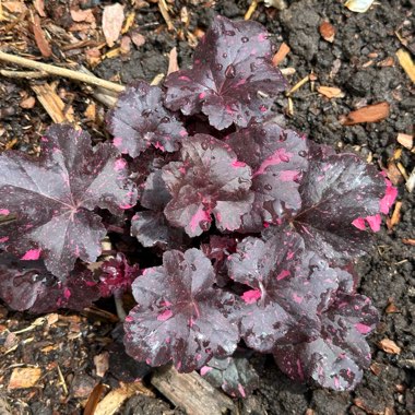 Heuchera 'Midnight Rose'