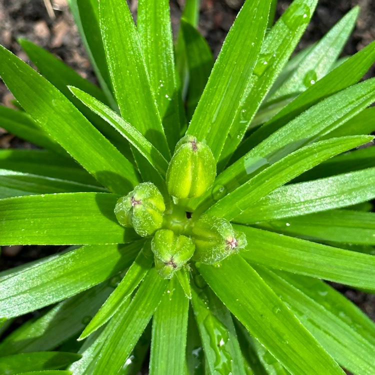 Plant image Lilium 'Tiny Invader'