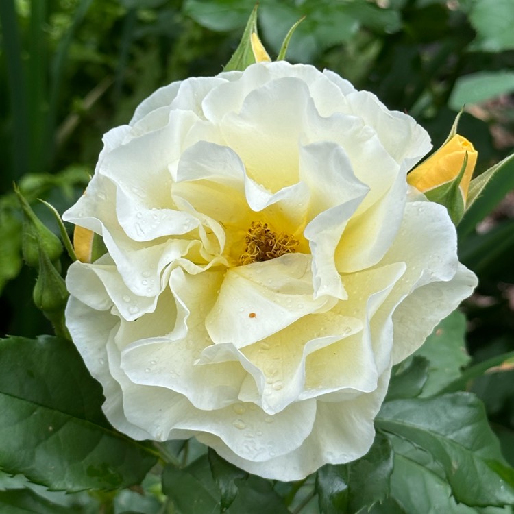 plant image 1715478