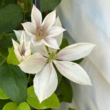 Clematis 'Corinne'