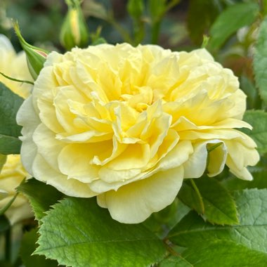 Rose 'Dakota Sun' (Shrub)