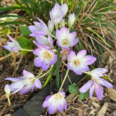 Autumn crocus