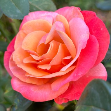 Rose ‘Colorific'