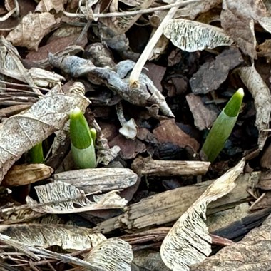 Snowdrop (Species) Common Snowdrop