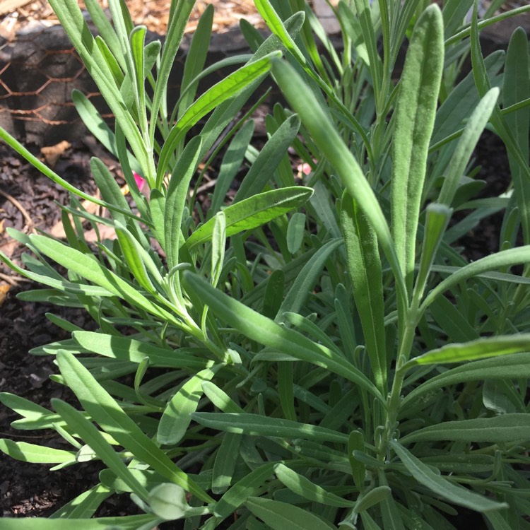 Plant image Lavandula x intermedia 'Phenomenal'