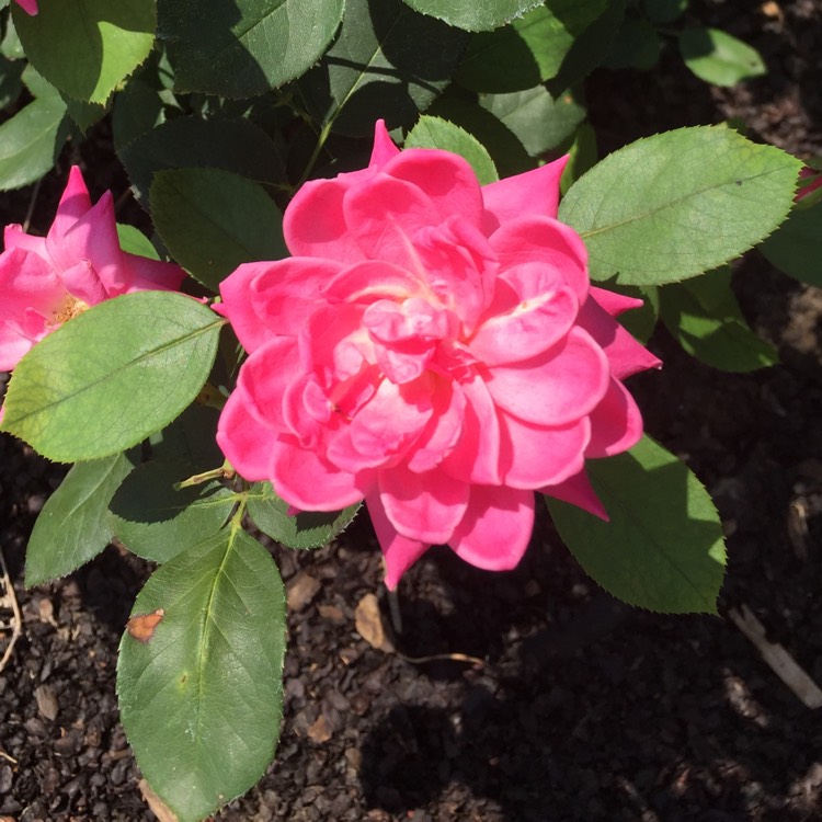 Plant image Rosa 'Radtkopink' syn. Rosa 'Pink Double Knock Out'