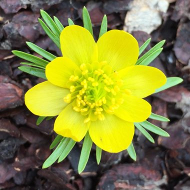 Eranthis hyemalis