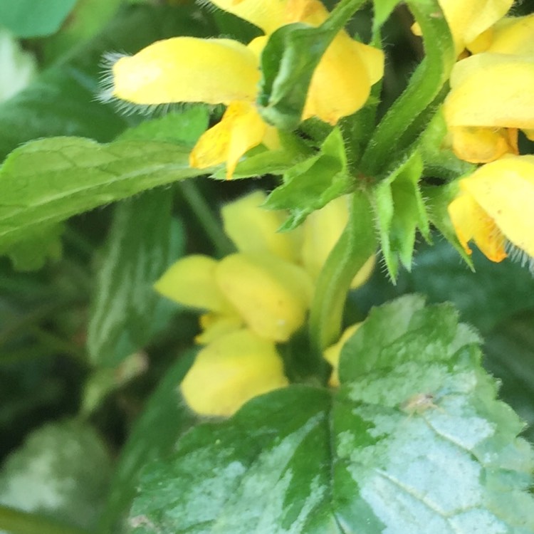 Plant image Lamium galeobdolon