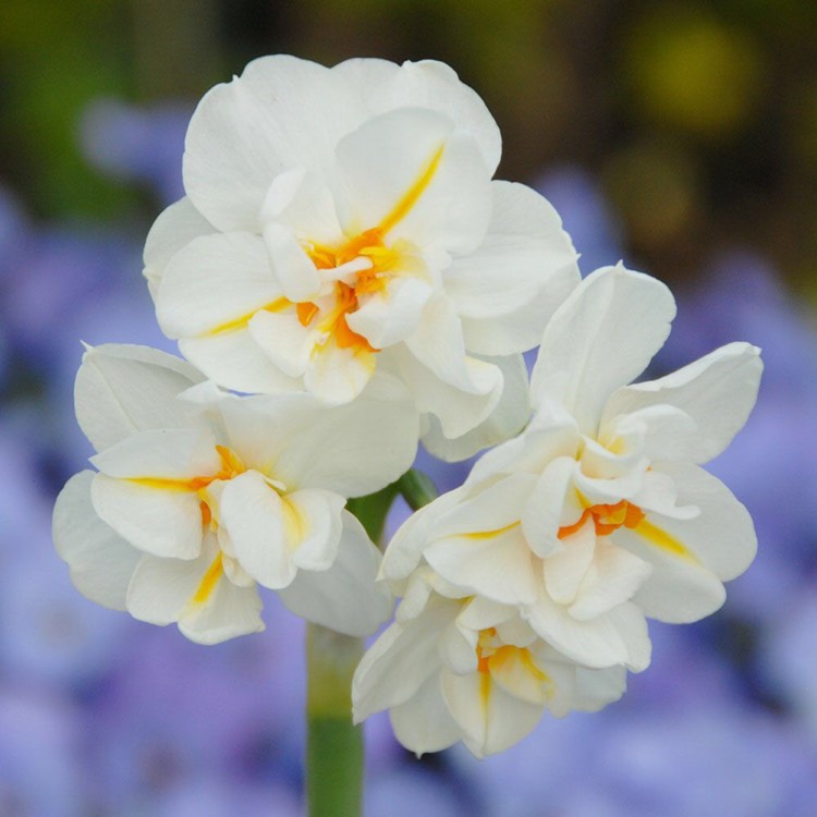 Plant image Narcissus 'Sir Winston Churchill'