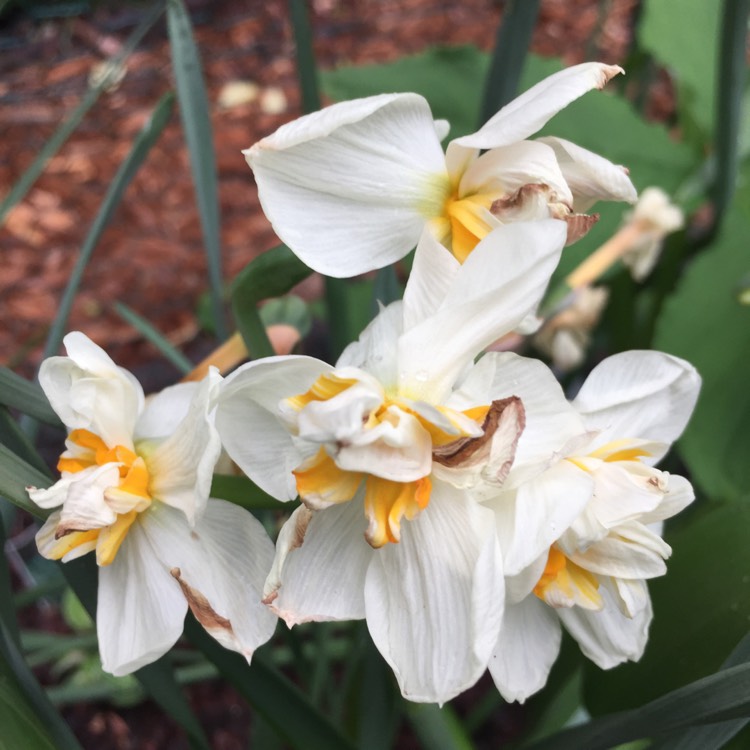 Plant image Narcissus 'Sir Winston Churchill'