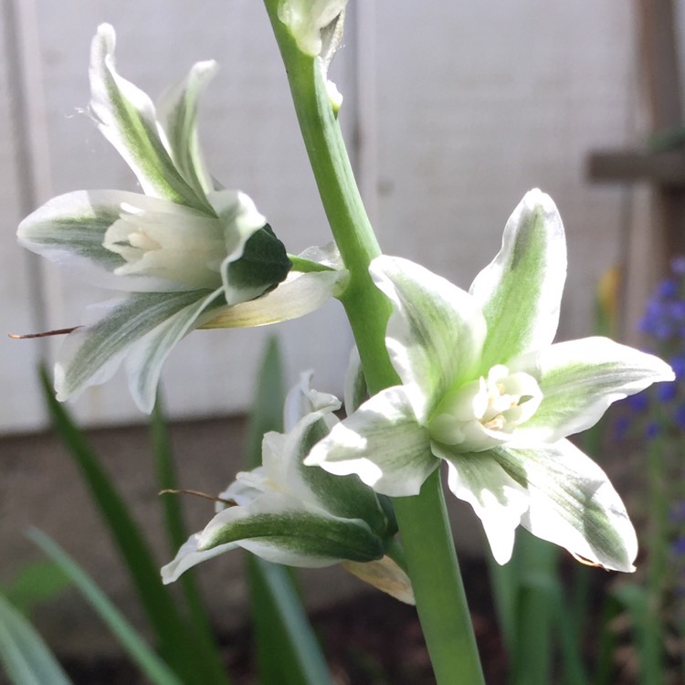 Plant image Ornithogalum nutans