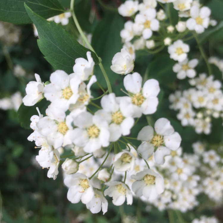 Plant image Spiraea prunifolia 'Plena'