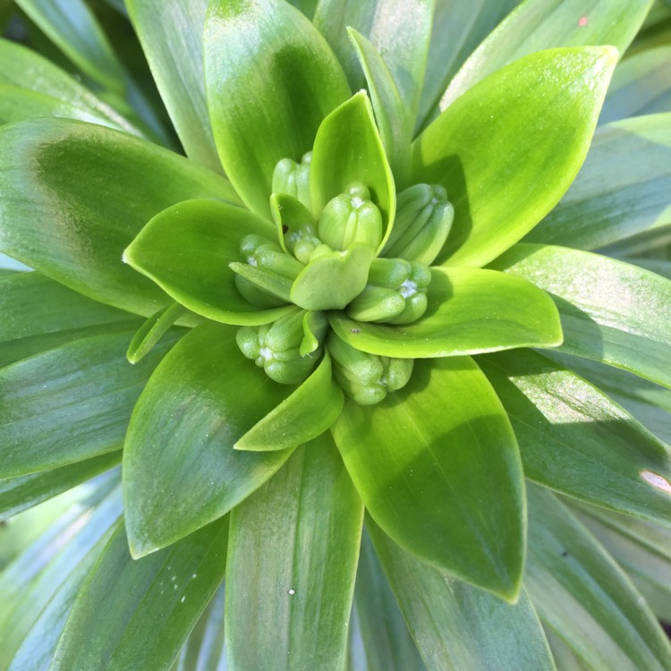 Plant image Lilium 'Tiny Hope'