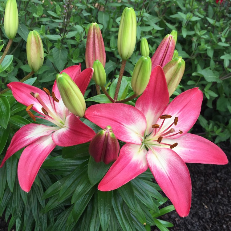 Lilium 'Tiny Diamond', Lily 'Tiny Diamond' (Asiatic) - uploaded by @mn-5a