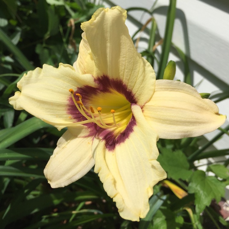 Plant image Hemerocallis 'Pandora's Box'