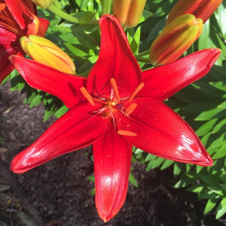 Plant image Lilium 'Tiny Hope'