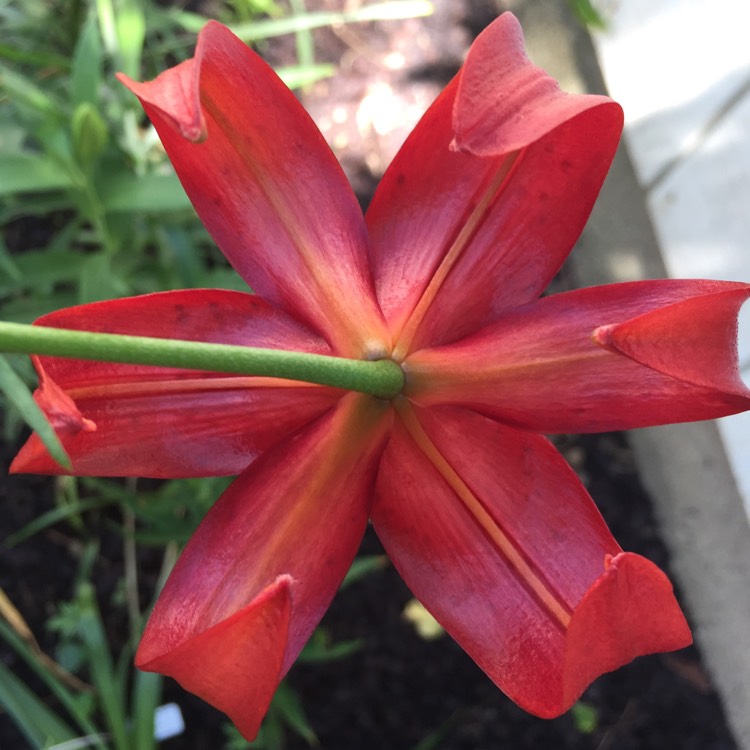 Plant image Lilium 'Red Velvet'