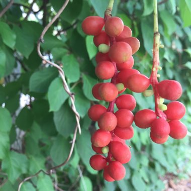 Schisandra chinensis