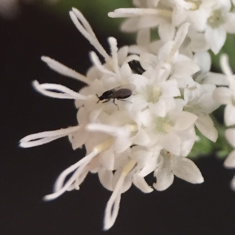 Plant image Ageratina altissima