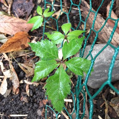 Parthenocissus quinquefolia syn. Ampelopsis hederacea ; Ampelopsis quinquefolia