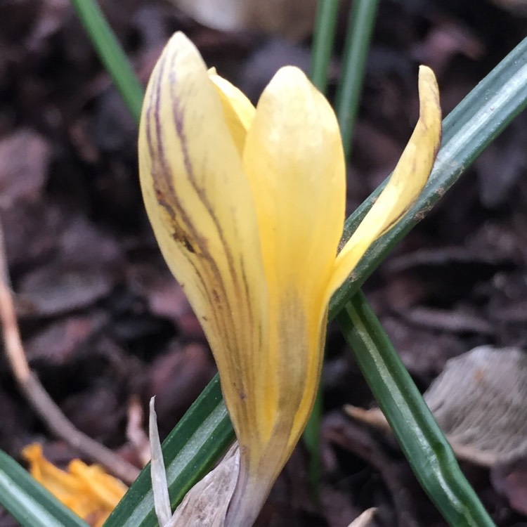 Plant image Crocus chrysanthus 'Dorothy'