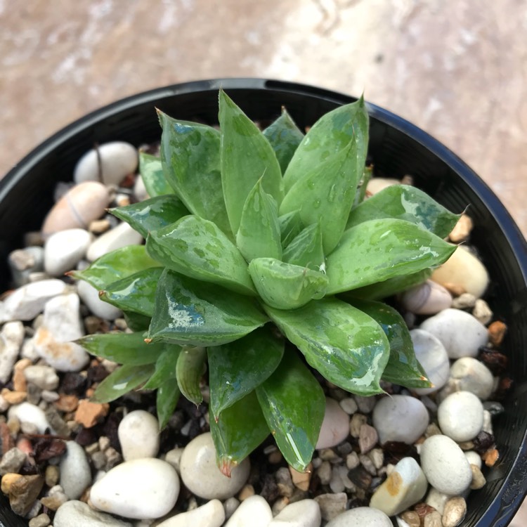 Plant image Haworthia Turgida