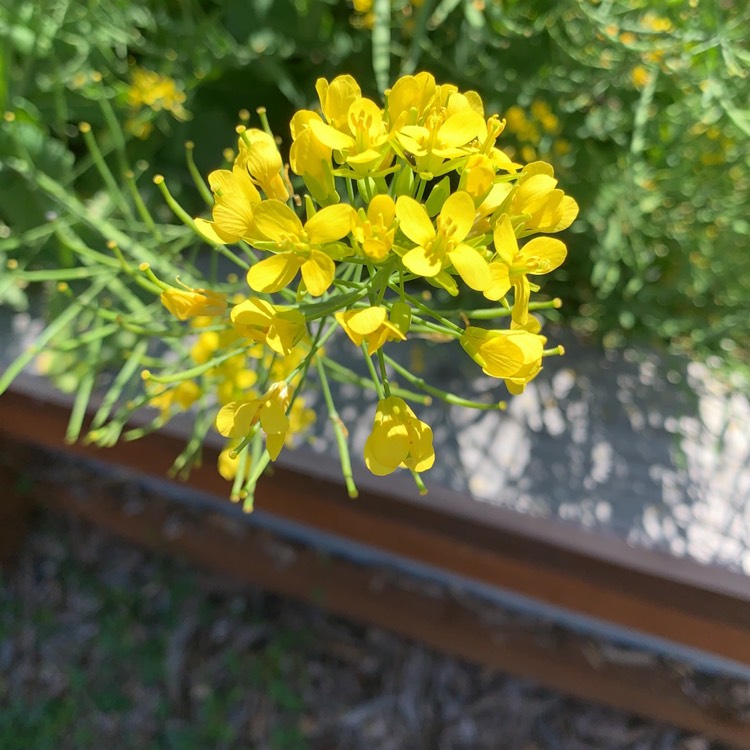 Plant image Brassica oleracea (Italica Group x Alboglabra Group)