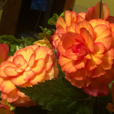 Begonia (Tuberous)