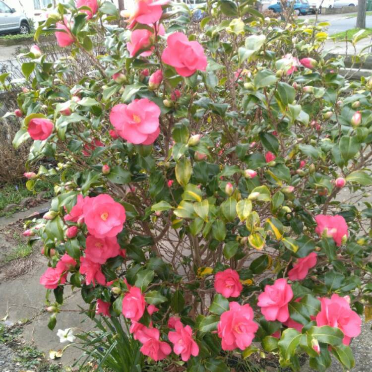 Plant image Camellia japonica 'Elegans'