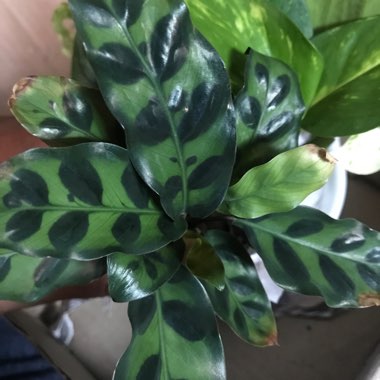 Calathea