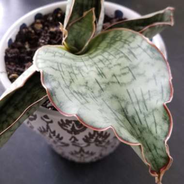 Sansevieria 'Cleopatra'