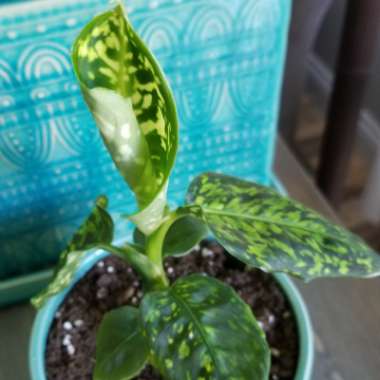 Dieffenbachia ‘Reflector'