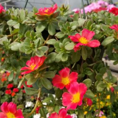 Portulaca grandiflora 'Mojave Pink'