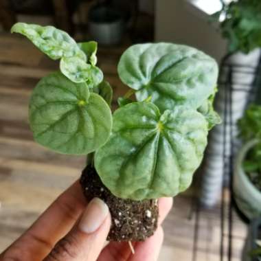 Peperomia caperata 'Silver Ripple'