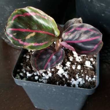 Calathea roseopicta 'Dottie'