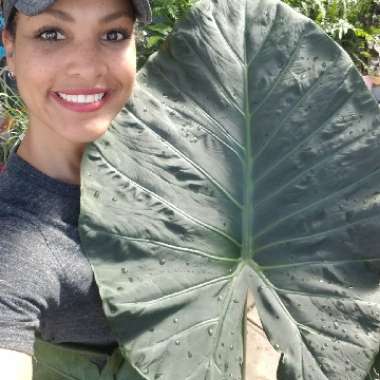 Alocasia 'Regal Shield'